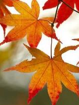 fall small.JPG